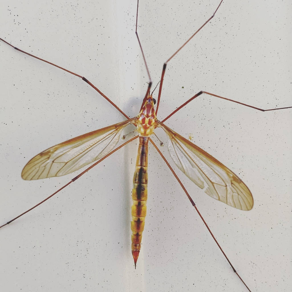 Crane Fly Background