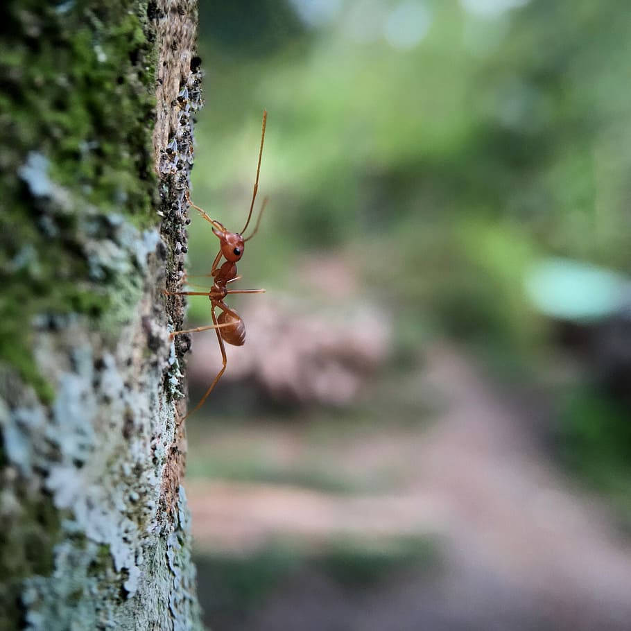 Crawling Ant Background