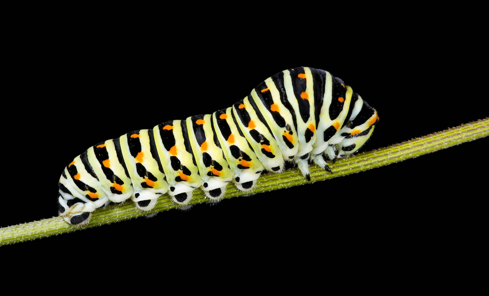 Crawling Caterpillar On A Stem Background