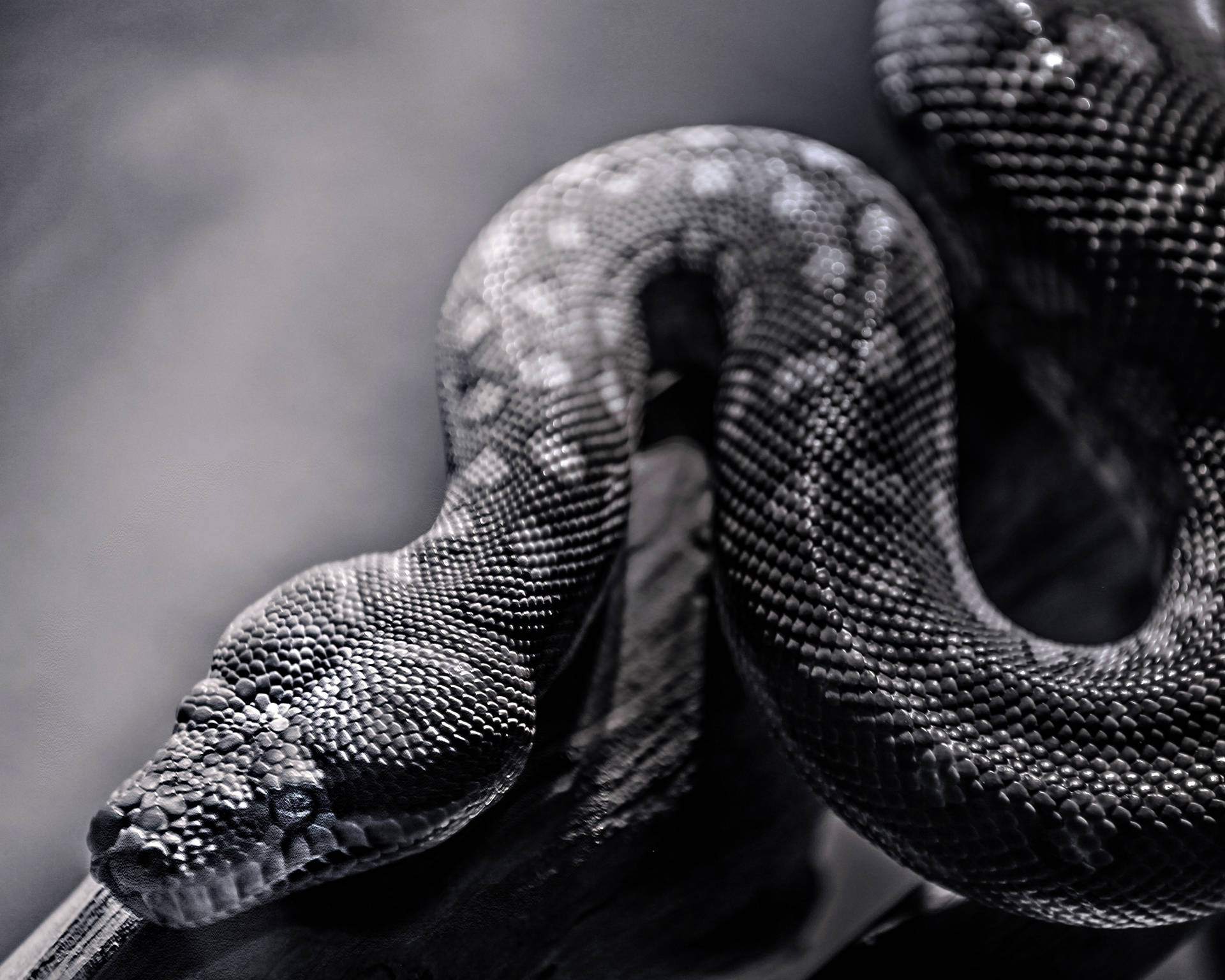 Crawling Spotted Snake Background