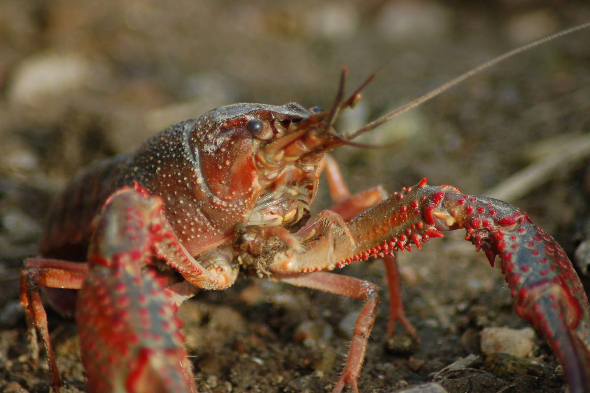 Crayfish On Rocky Soil Background