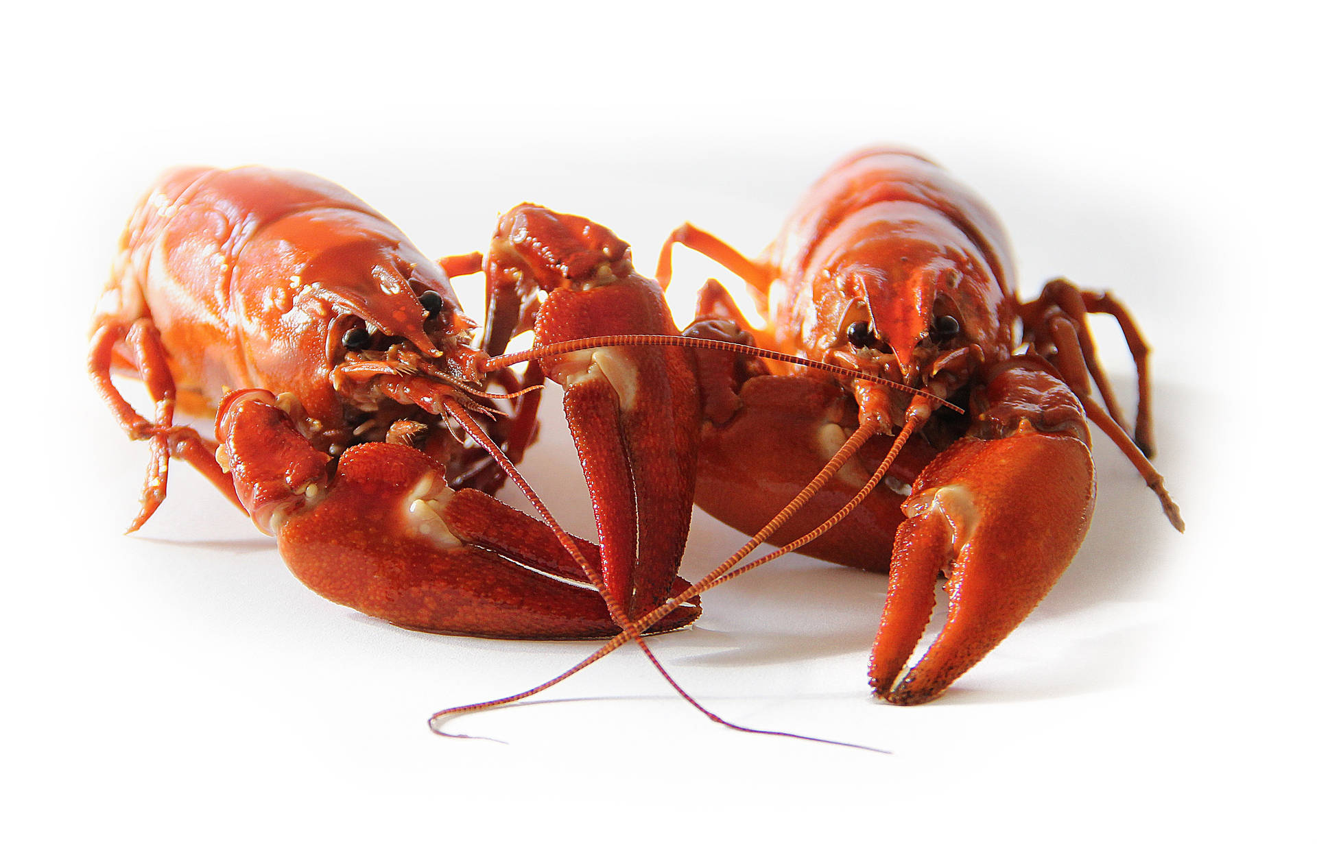 Crayfish Seafood On White Surface Background