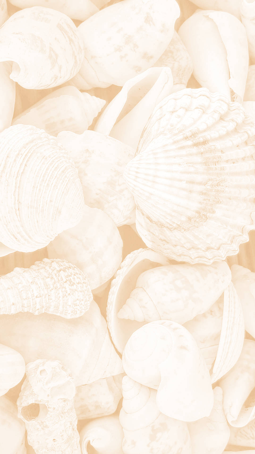 Cream Aesthetic Seashells Background