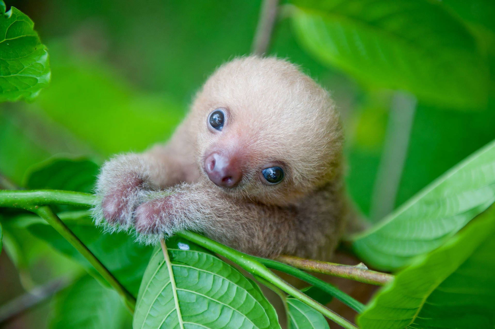 Cream Baby Sloth Background