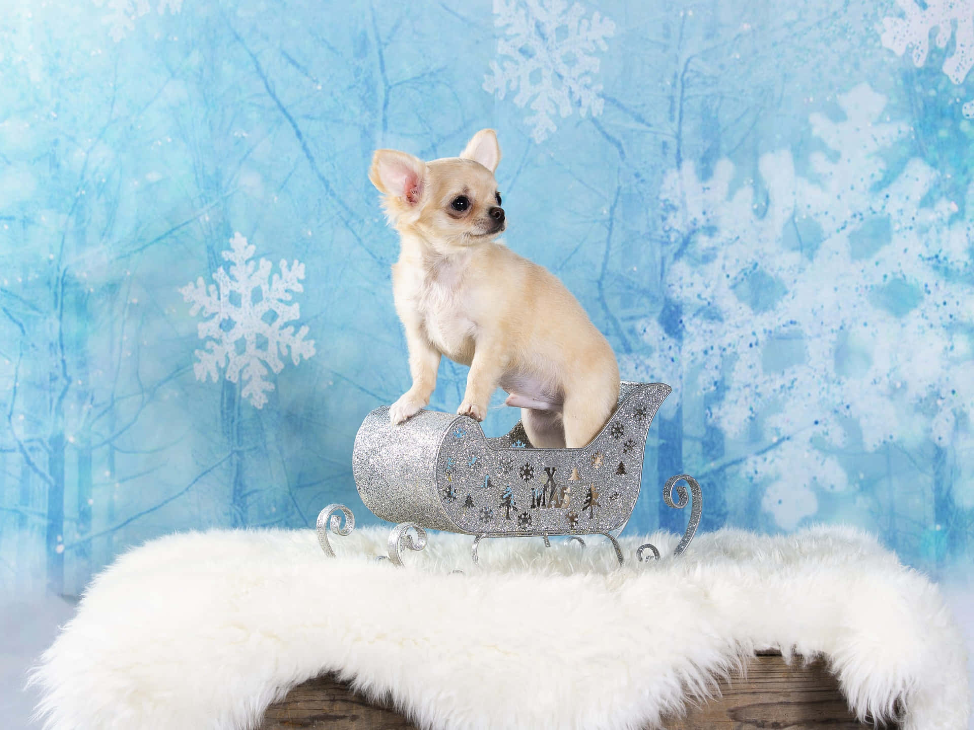 Cream Chihuahua Dog In Silver Sleight Background