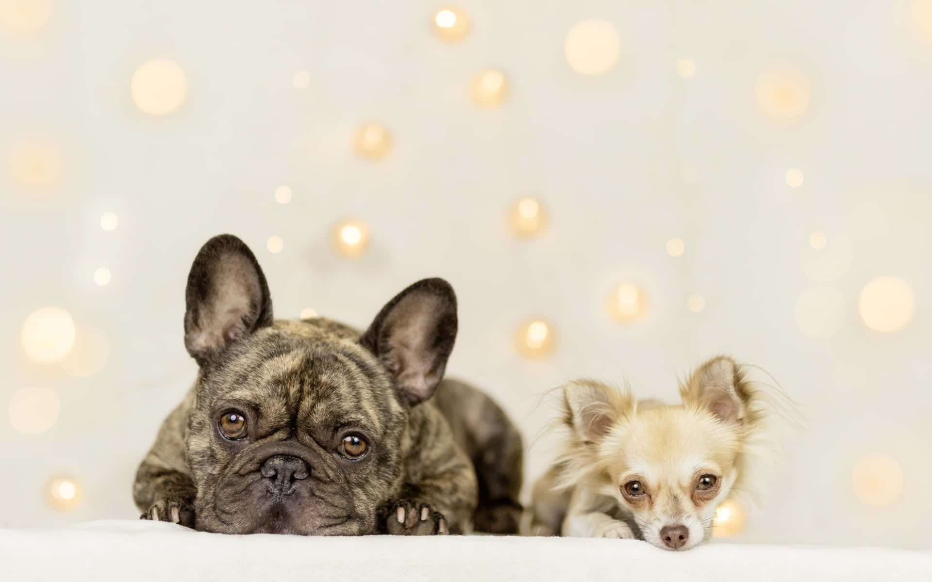 Cream Chihuahua Dog With French Bulldog Background