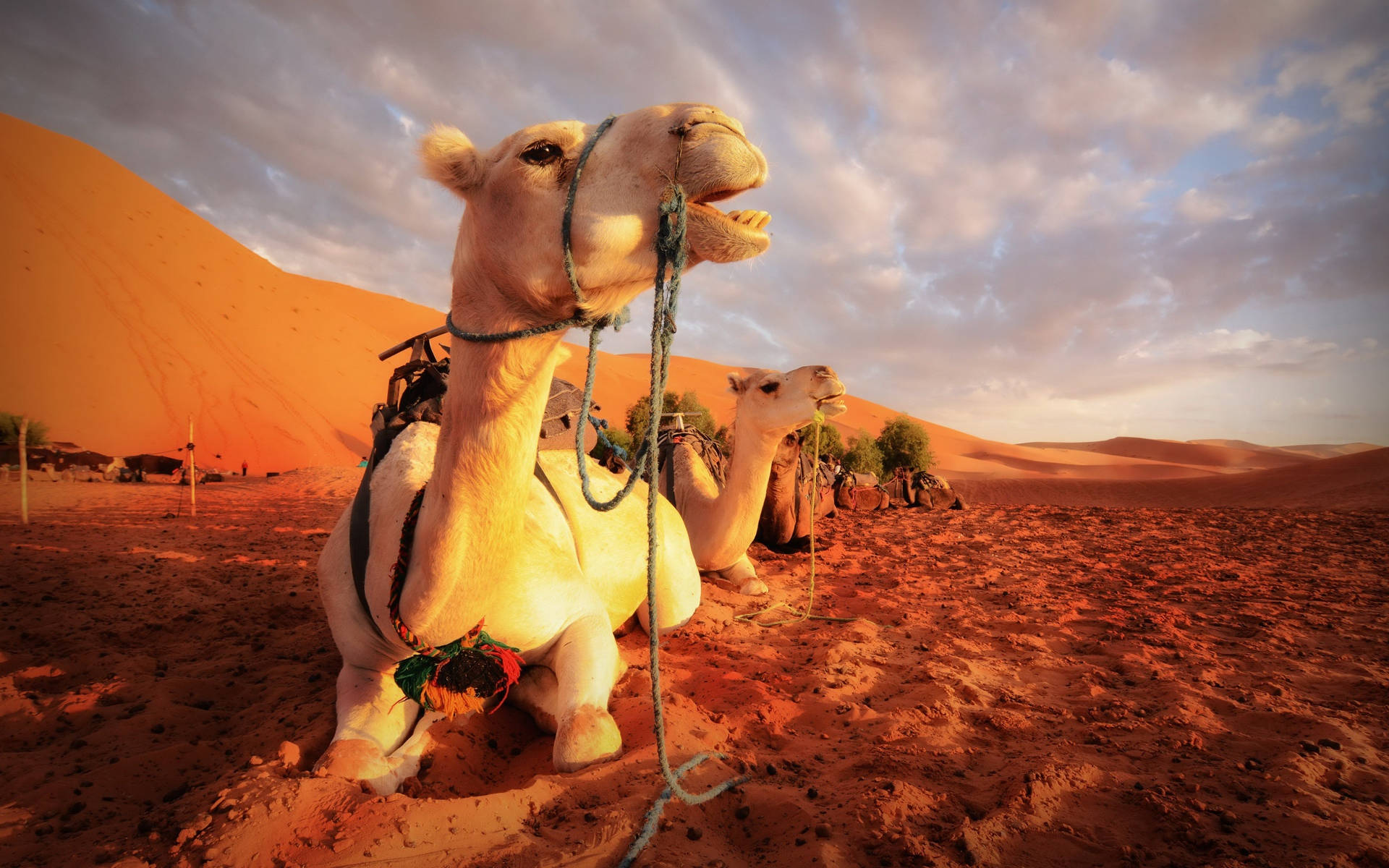 Cream White Camels Background