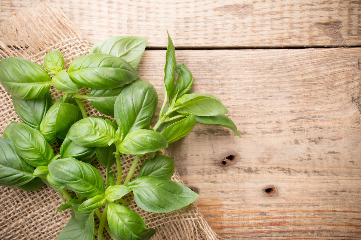 Creative Basil Herb Flat Lay Background