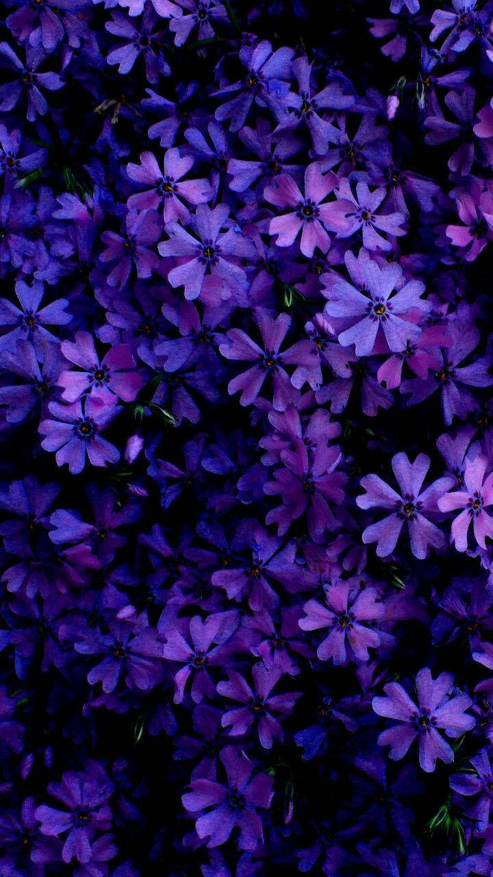 Creeping Phlox As An Aesthetic Purple Flower Background