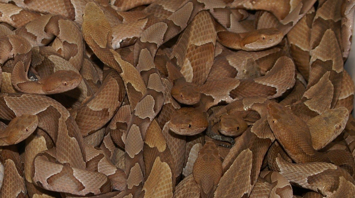 Creepy Copperhead Venomous Snakes