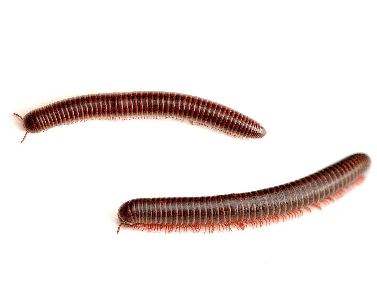 Creepy-looking Spirostreptus Millipedes Background