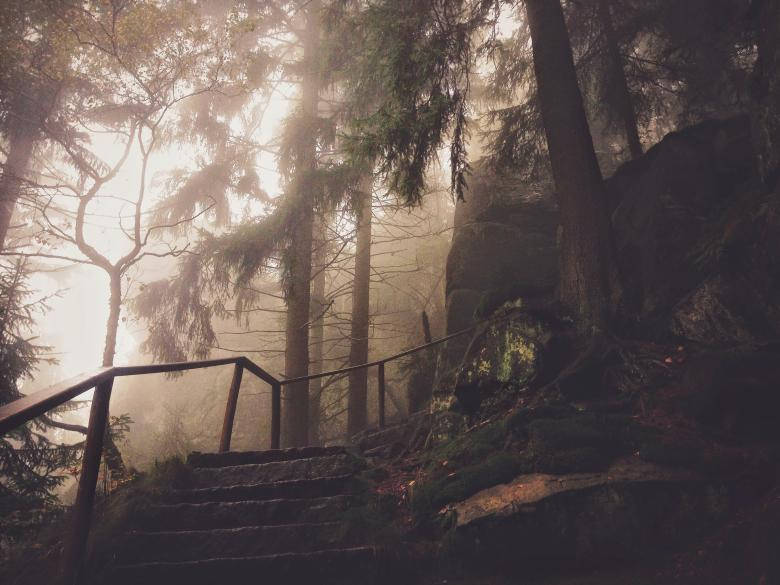 Creepy Path In Dark Forest Iphone Background