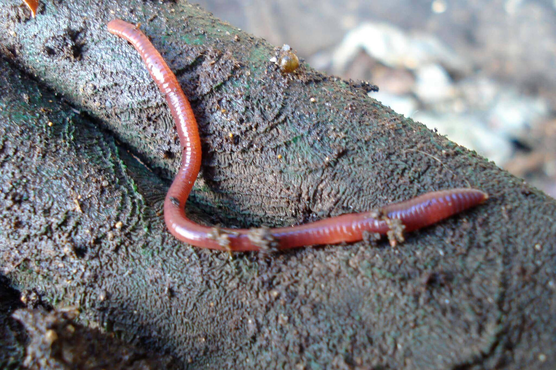 Creepy Worm On A Tree Branch Background