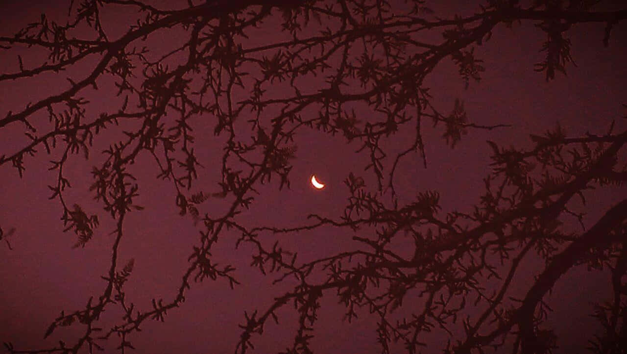 Crescent Moon Through Bare Branches