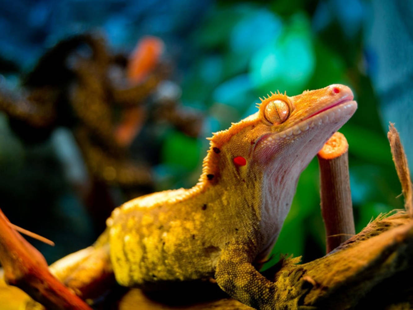 Crested Gecko On Plant