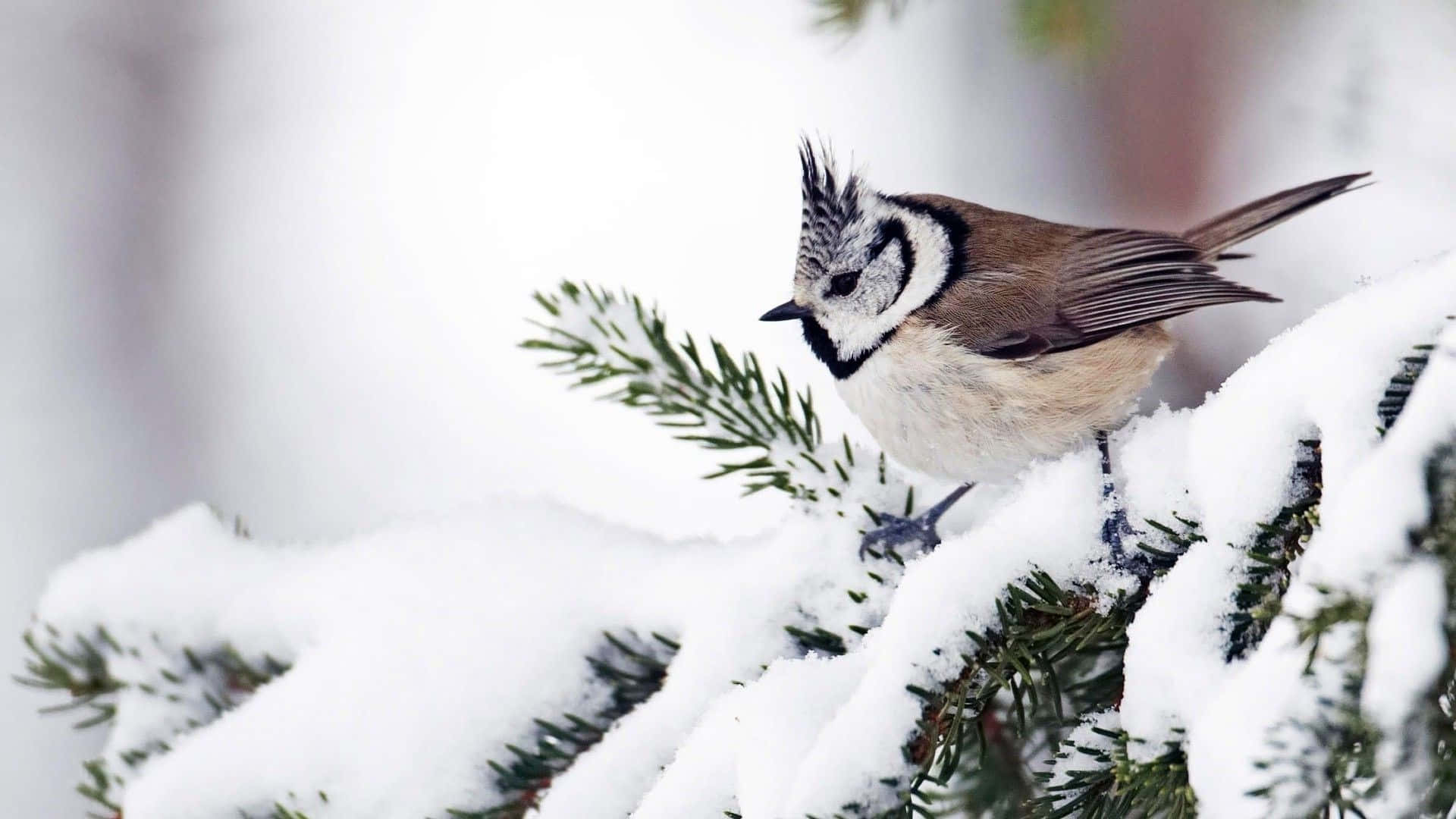 Crested Titmousein Snowy Setting.jpg Background