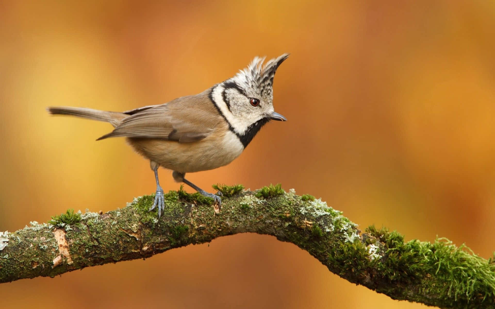 Crested Titmouseon Branch.jpg