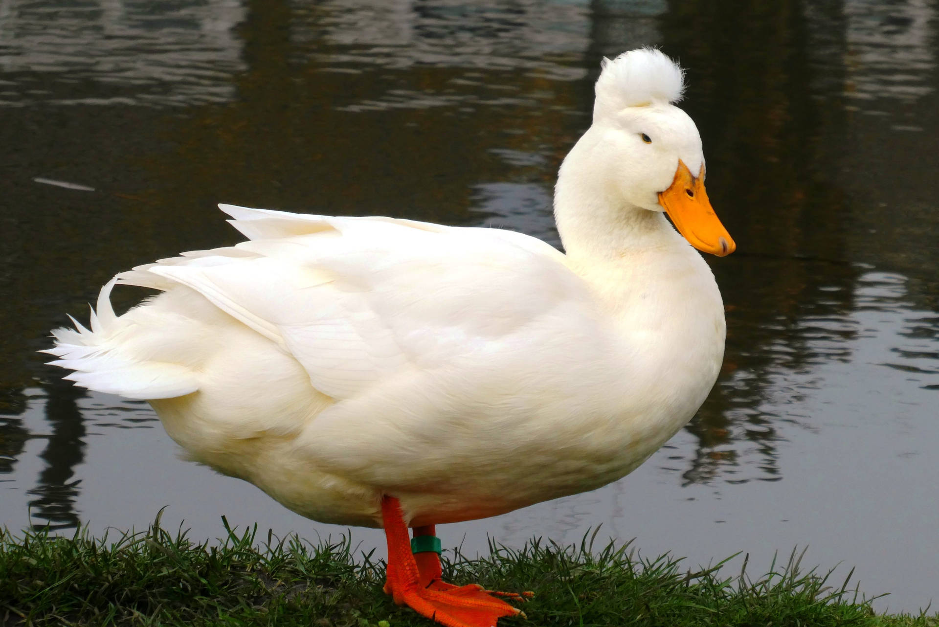 Crested White Duck