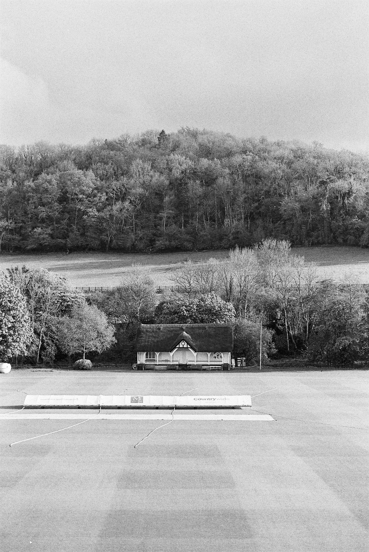 Cricket Greyscale Field