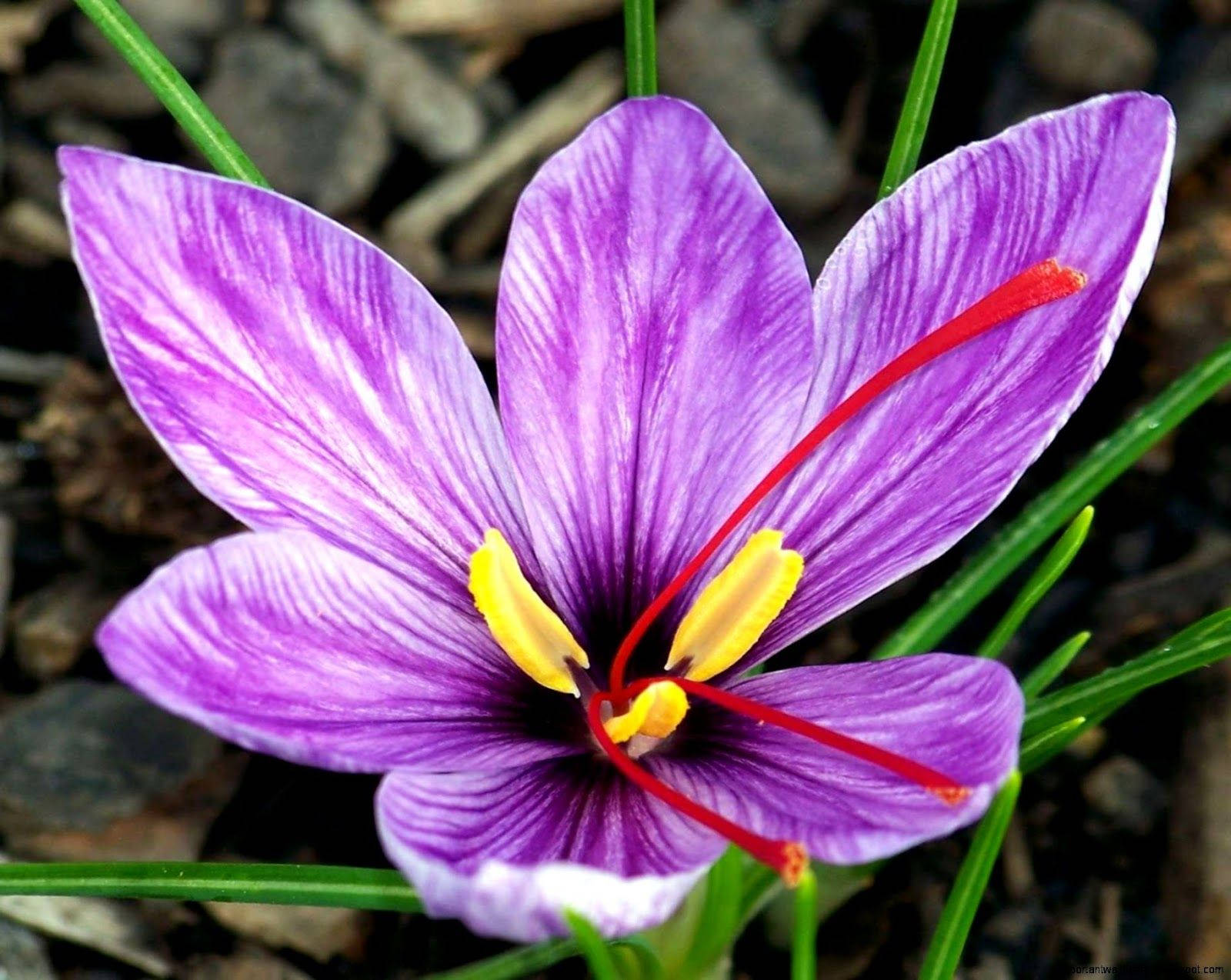 Crimson And Violet In A Saffron Crocus Background