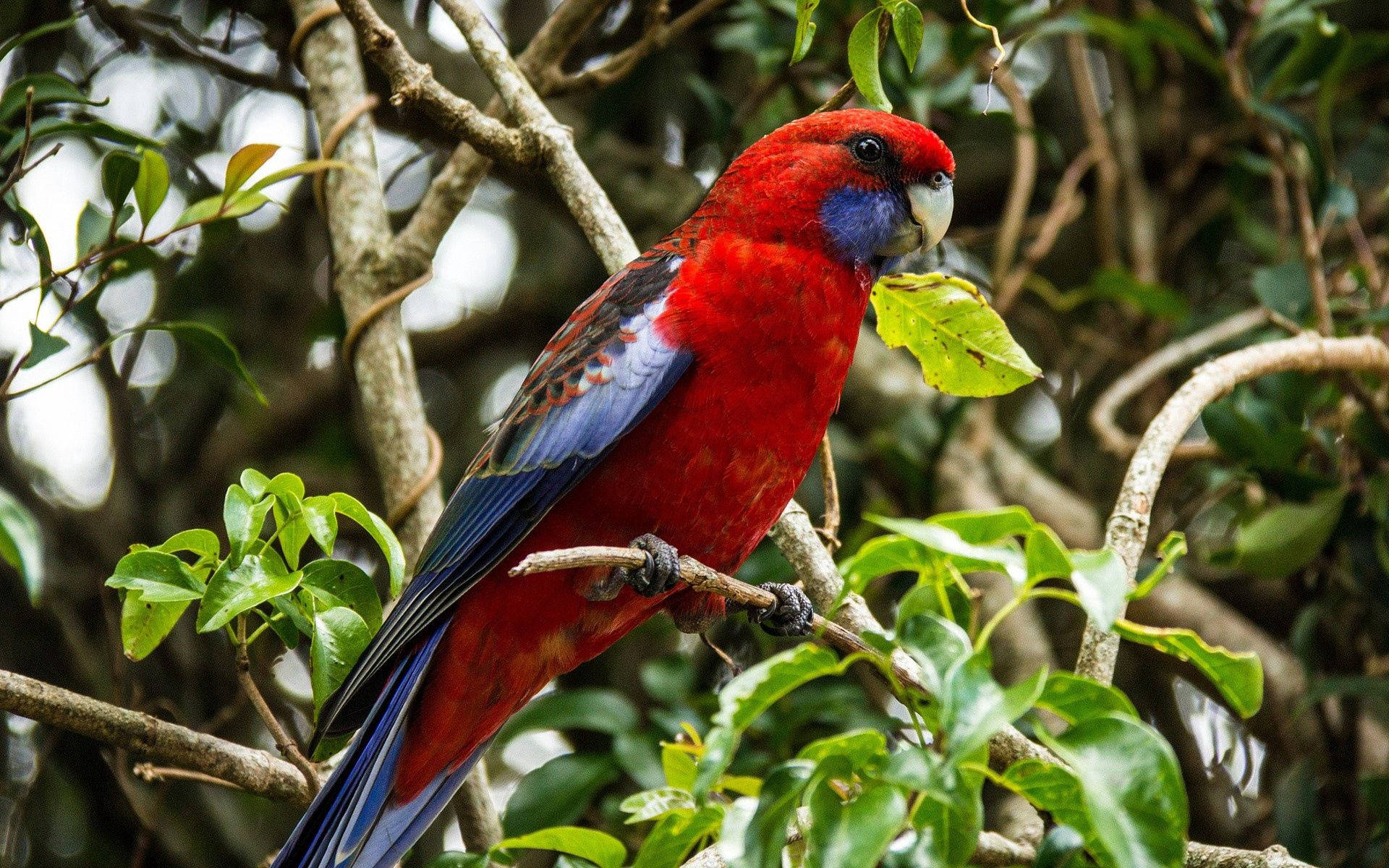 Crimson Rosella Beautiful Birds Background