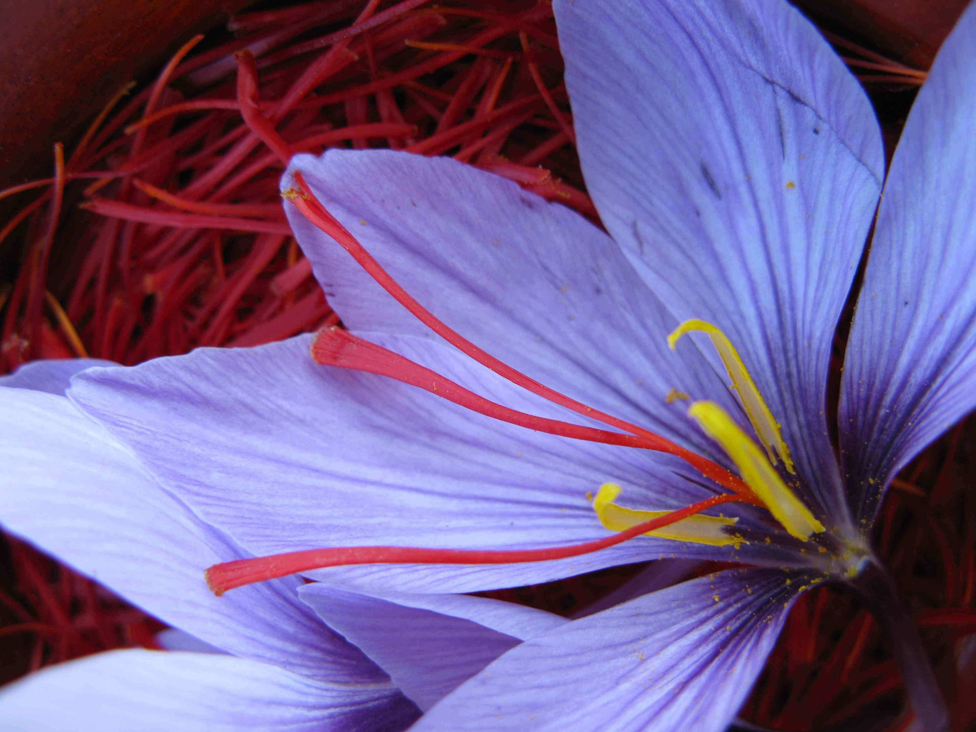 Crimson Saffron Threads