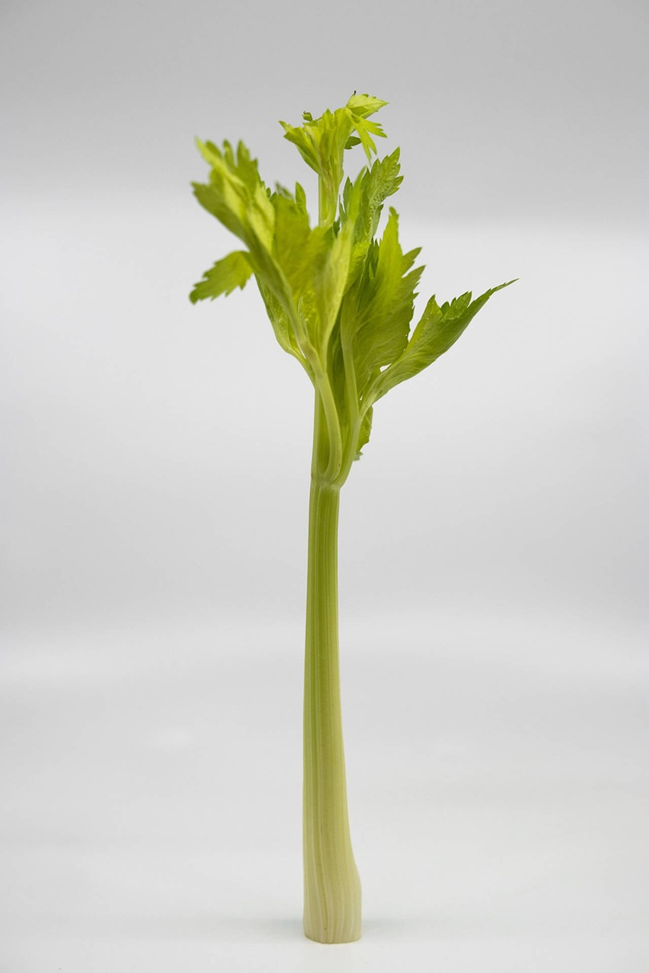 Crisp And Green - A Upright Celery Stalk Background