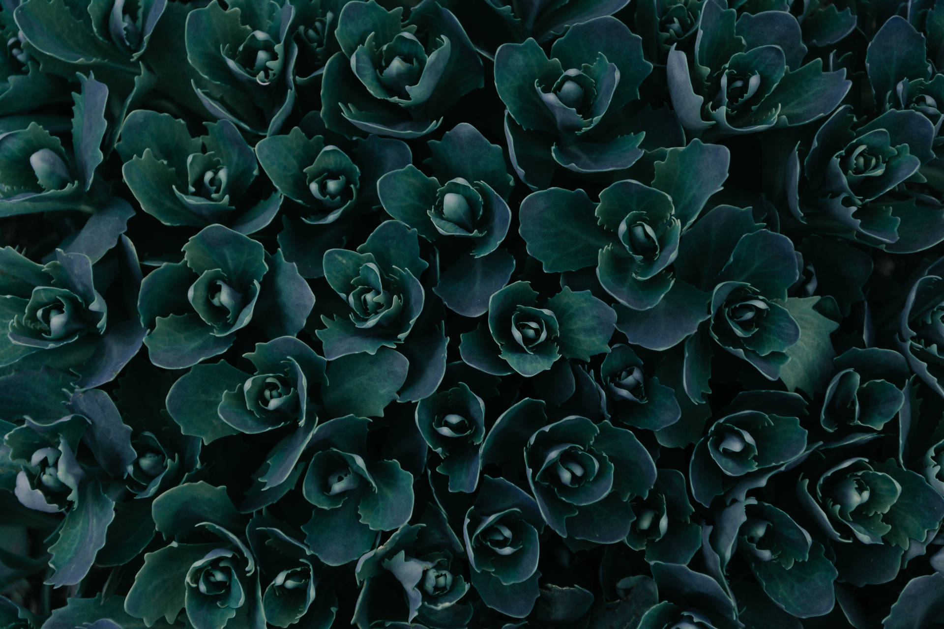 Crisp And Vibrant Iphone 4k Wallpaper Of Succulents