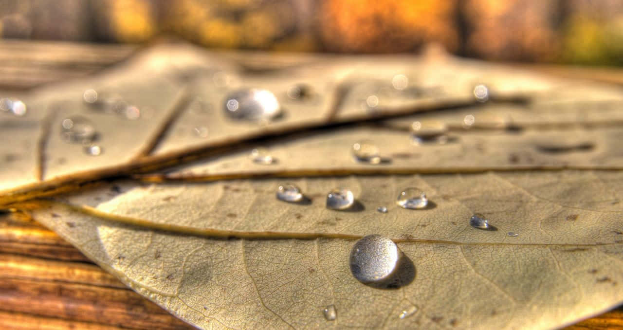 Crisp Clear Droplets [wallpaper] Background