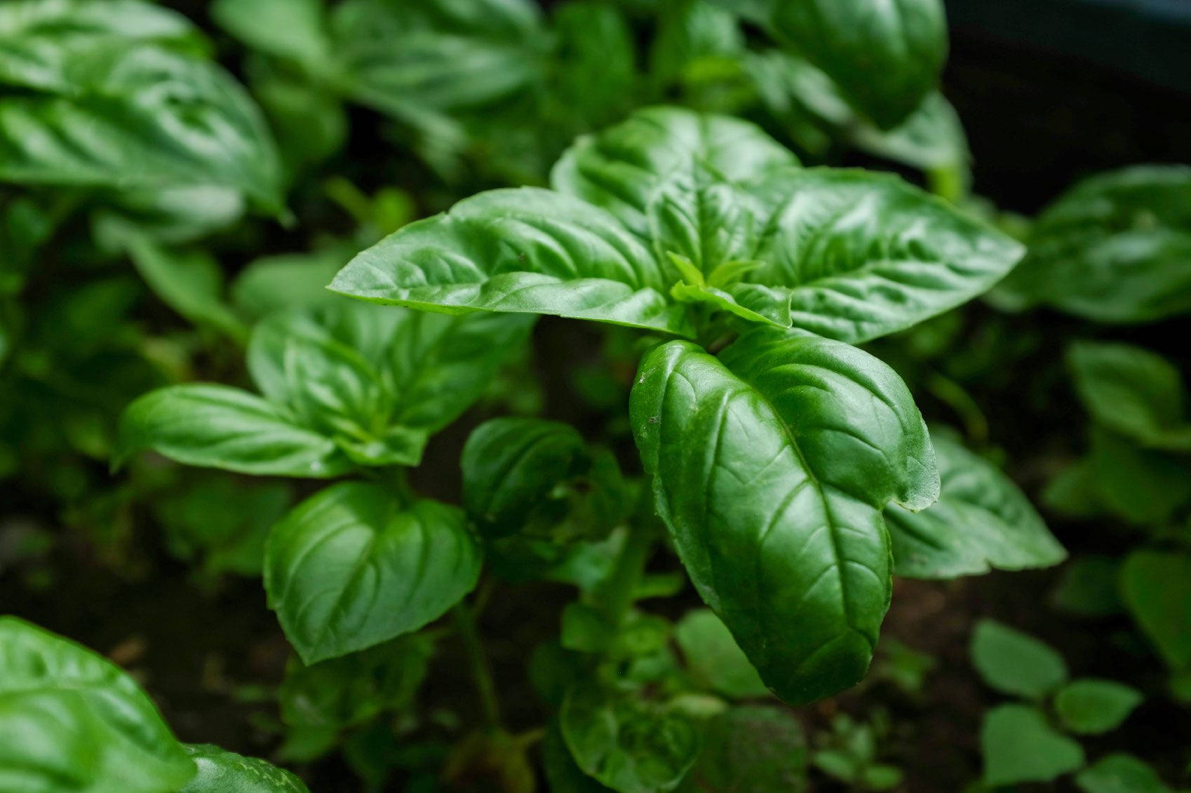 Crisp Green Basil Culinary Herb Background