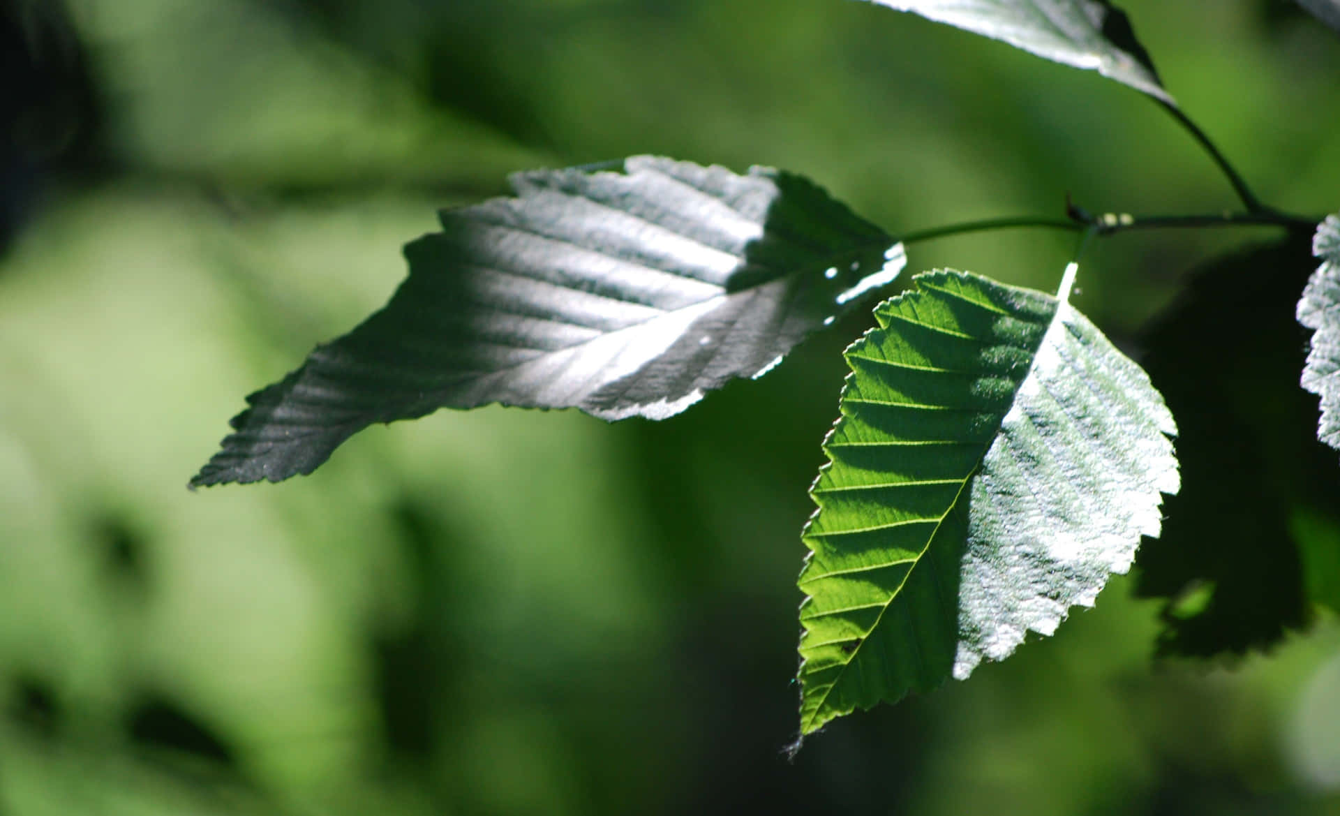 Crisp Green Leaves [wallpaper] Background