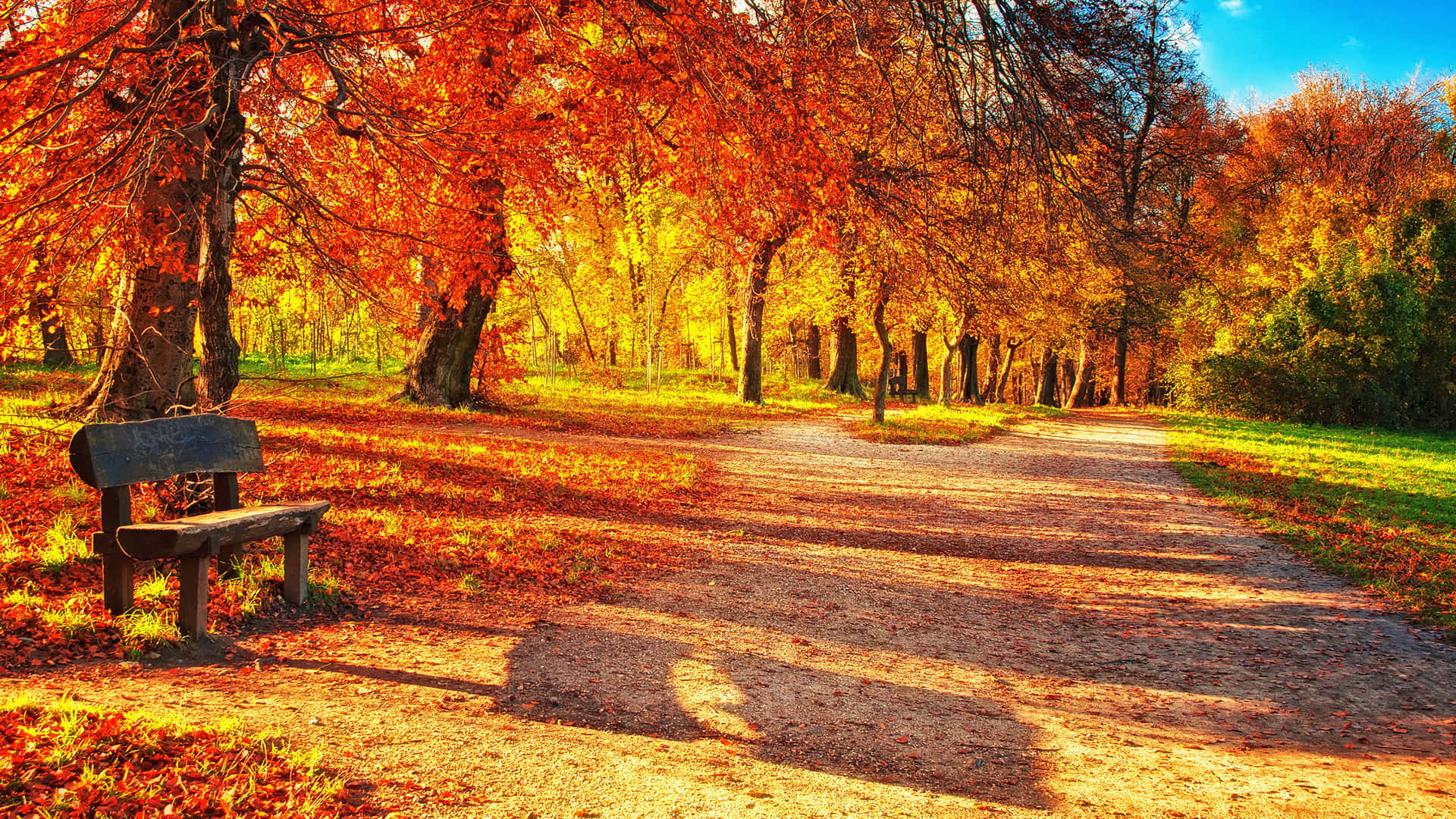 Crisp Red, Orange, And Yellow Foliage In An Autumn Forest Background