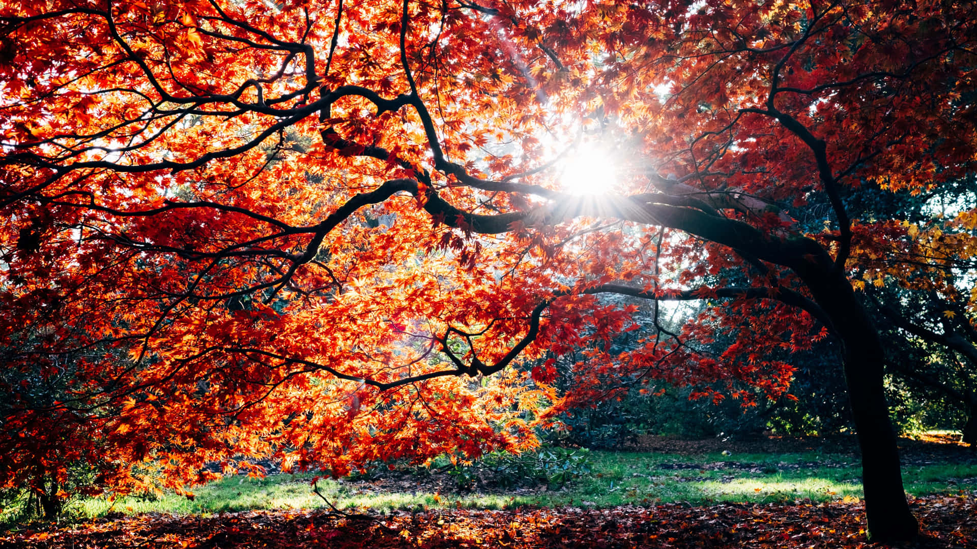 Crisp Red Tree [wallpaper] Background
