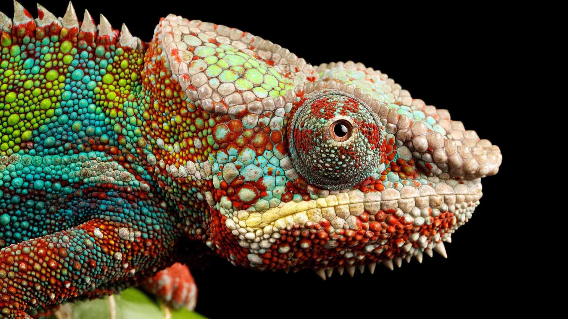 Crisp Reptile Art [wallpaper] Background