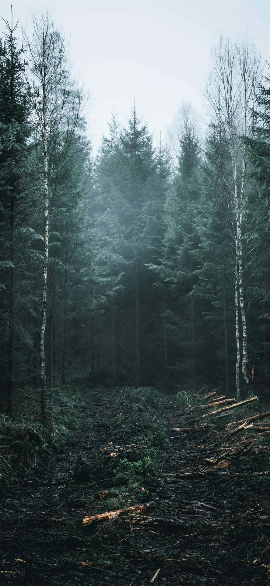 Crisp Tall Trees [wallpaper] Background