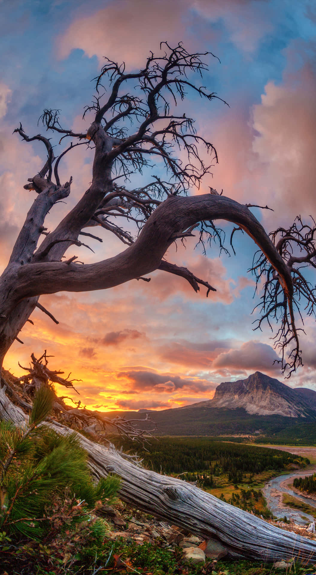 Crisp Tree In Sunset [wallpaper] Background