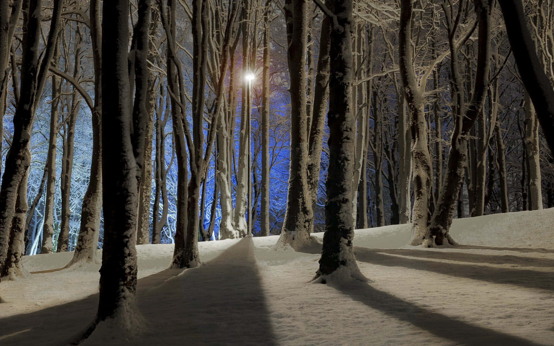 Crisp Trees In Darkness [wallpaper] Background