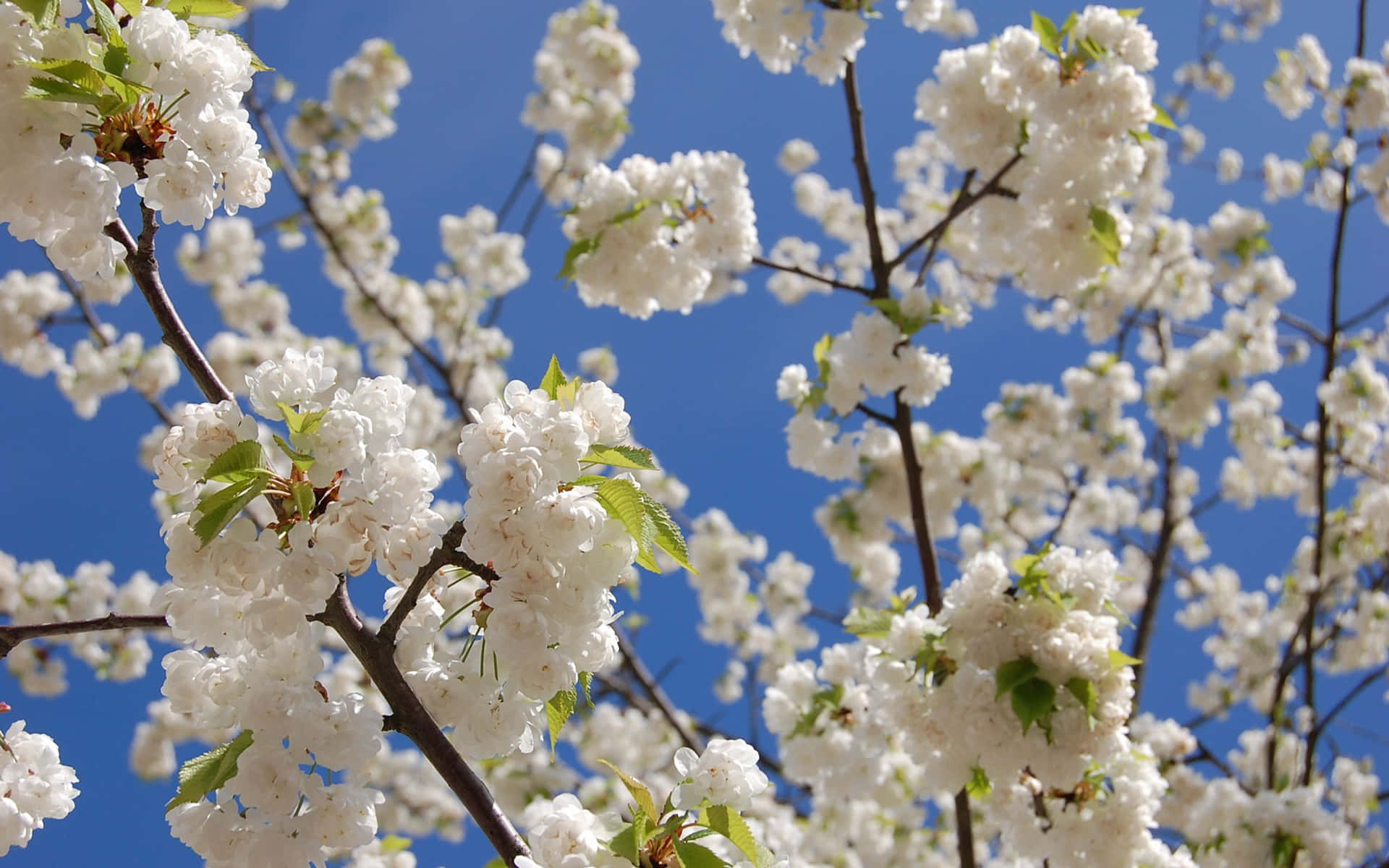 Crisp White Flowers [wallpaper] Background