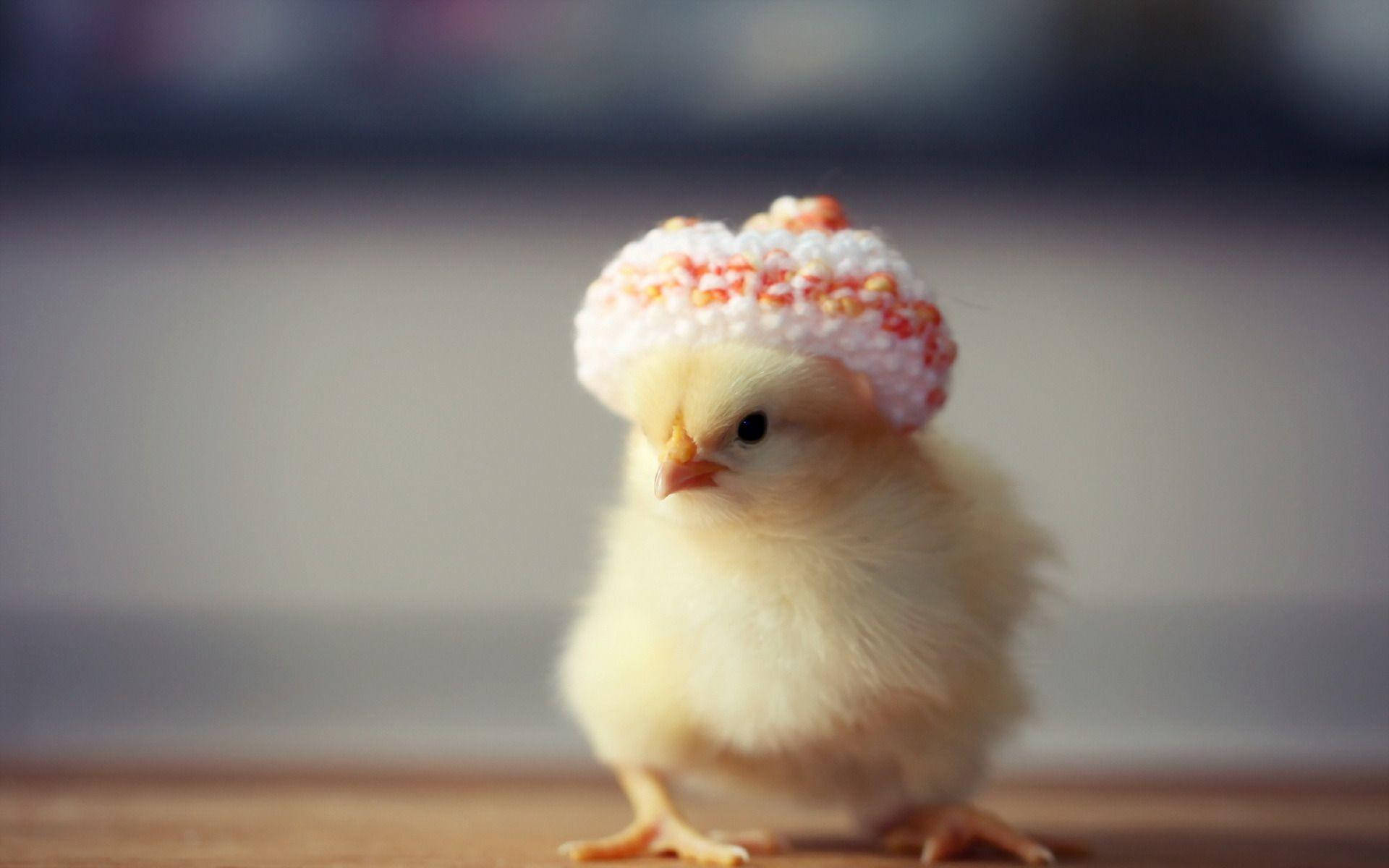 Crochet Chick