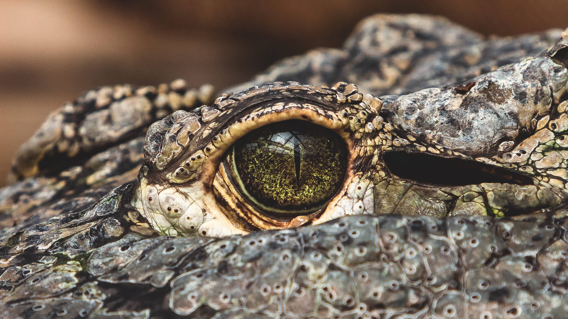 Crocodile Eyes Everglades National Park Background