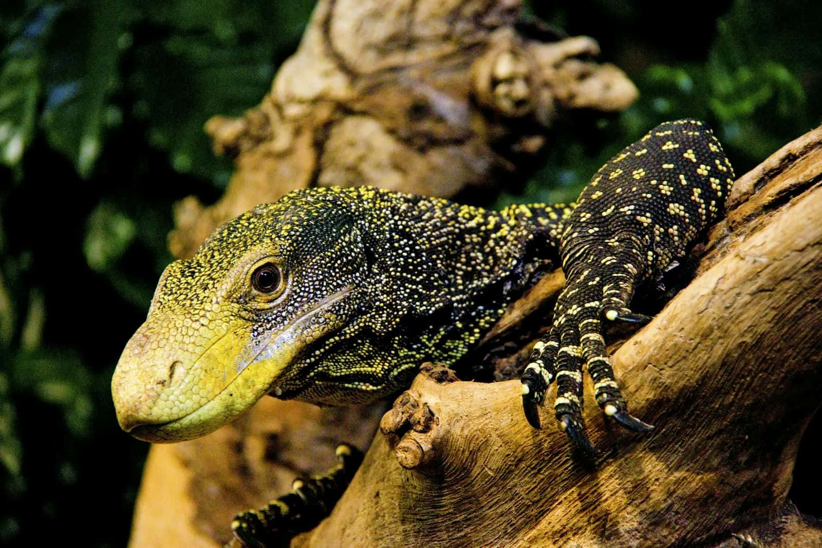 Crocodile_ Monitor_ Lizard_ Perched