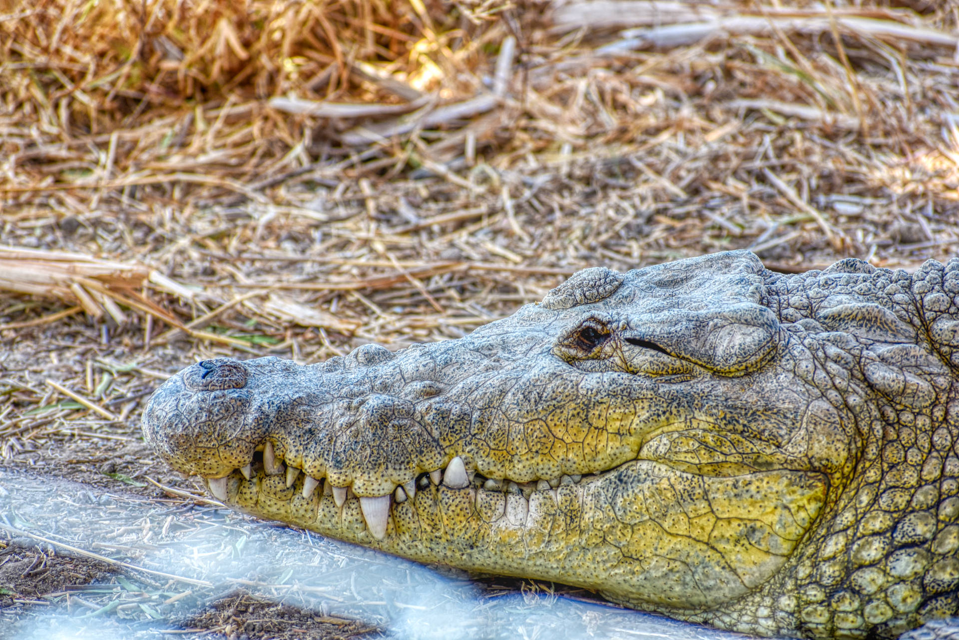 Crocodile On Land Awesome Animal Background