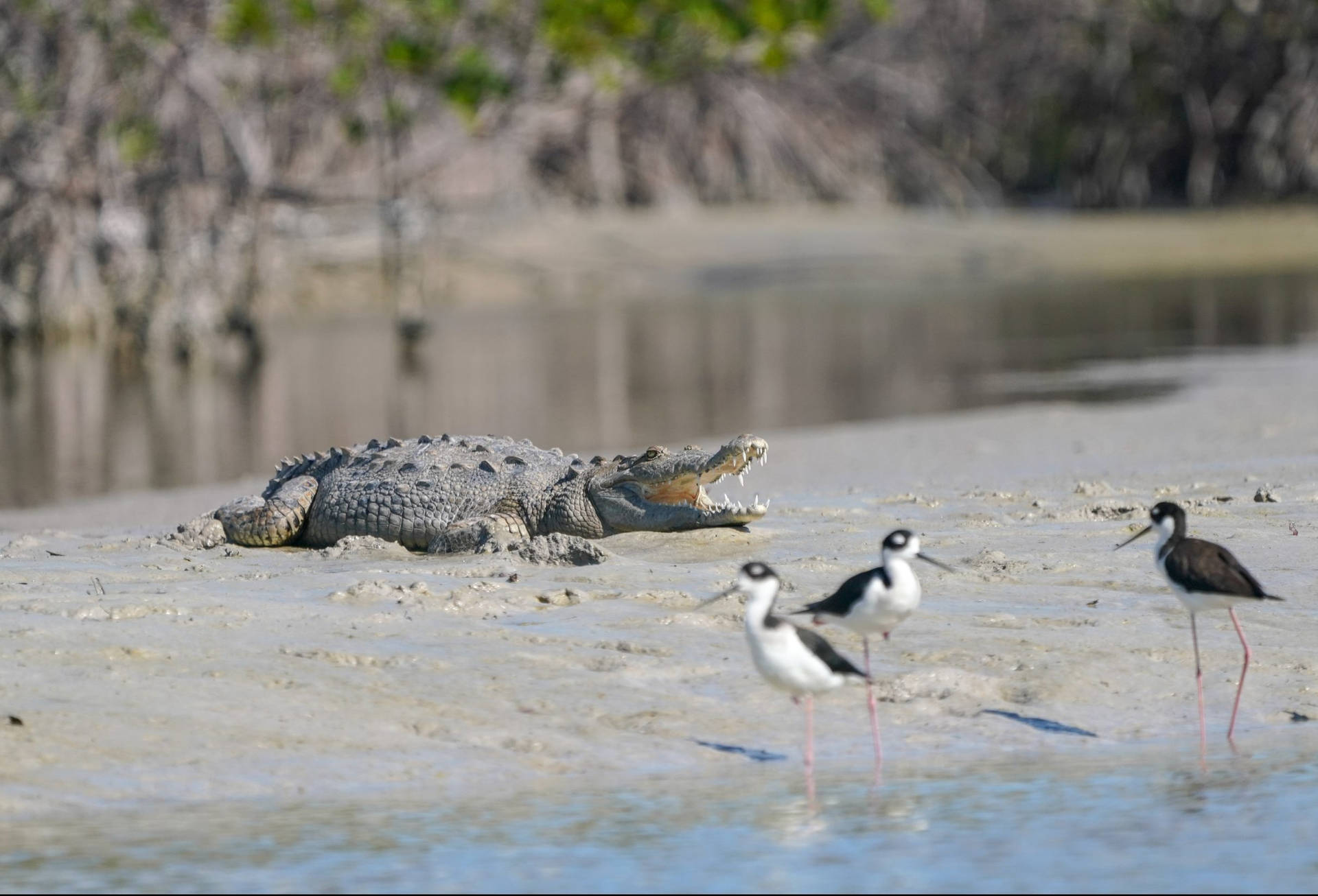 Crocodile On Mud Everglades National Park