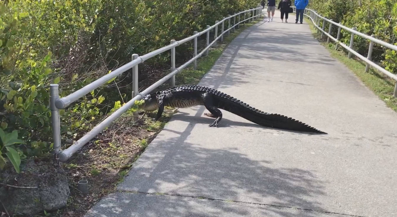 Crocodile On Path Everglades National Park Background