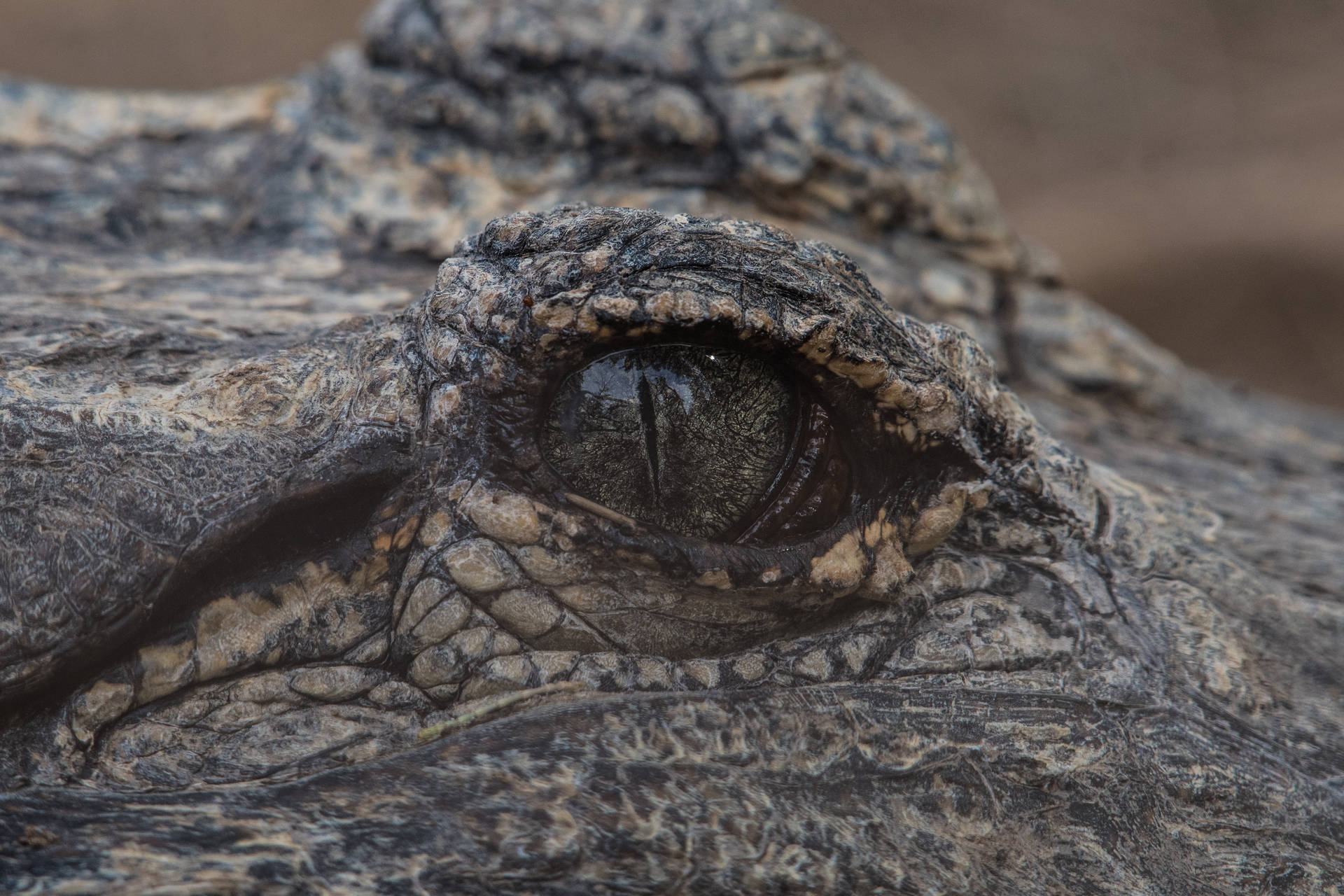 Crocodile’s Eye Awesome Animal Background