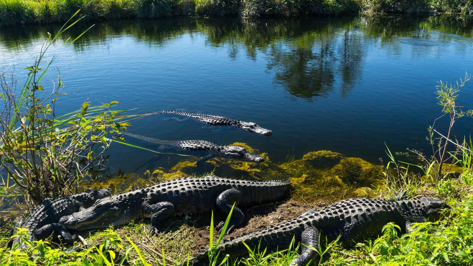 Crocodiles On Lake Everglades National Park