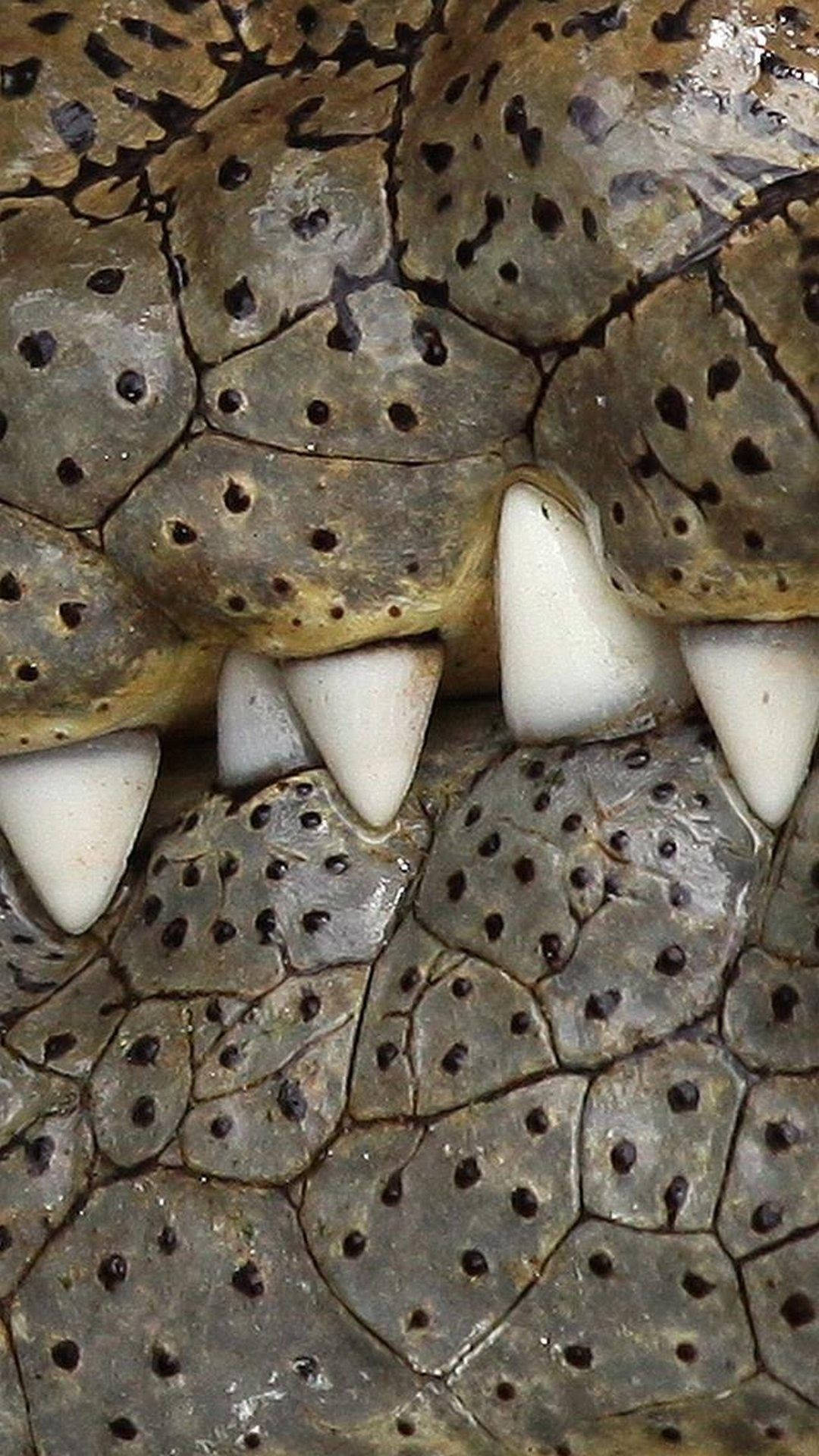 Crocodiles Teeth Africa Iphone Background
