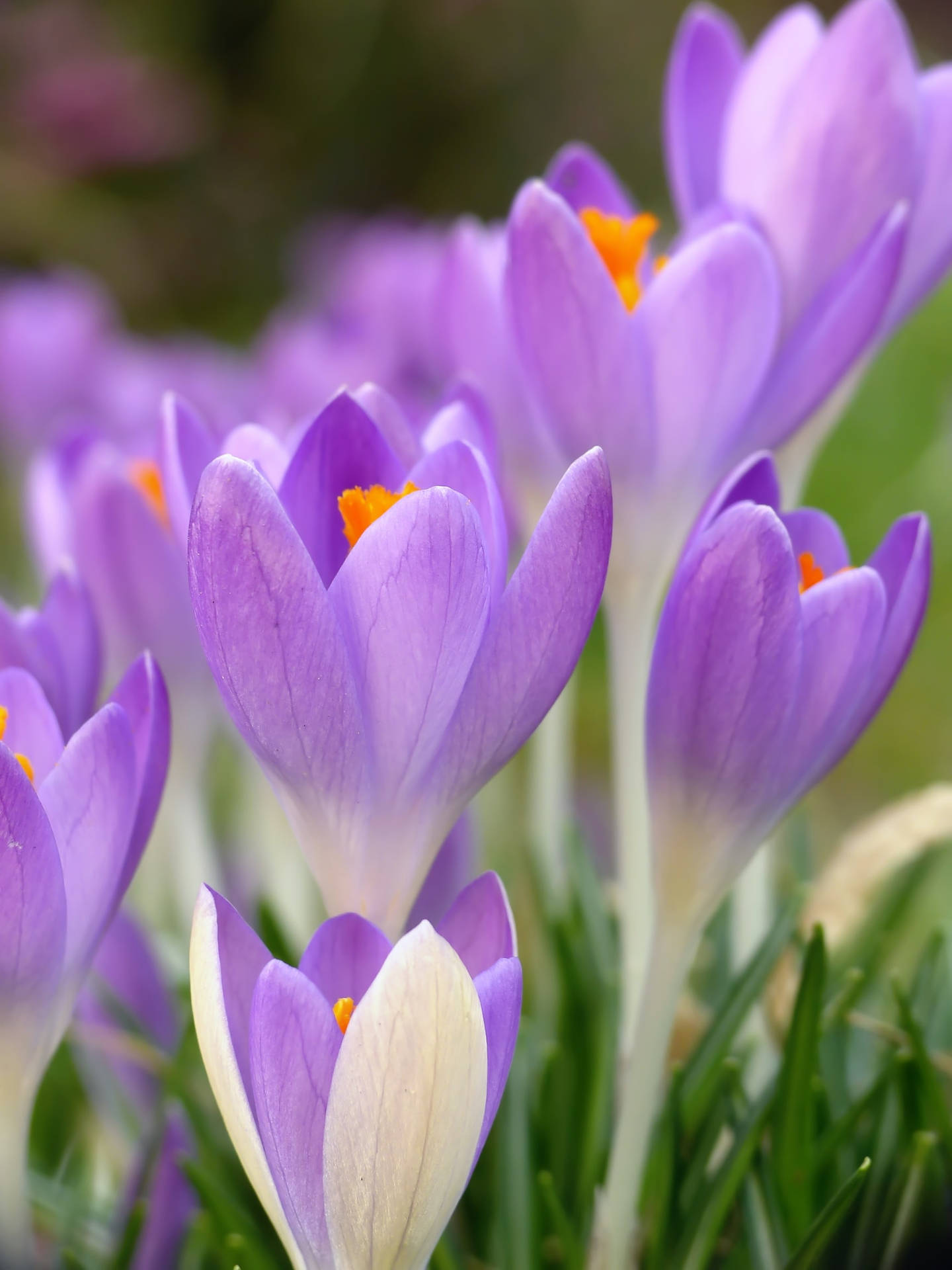 Crocus Flowers Purple And White Iphone Background