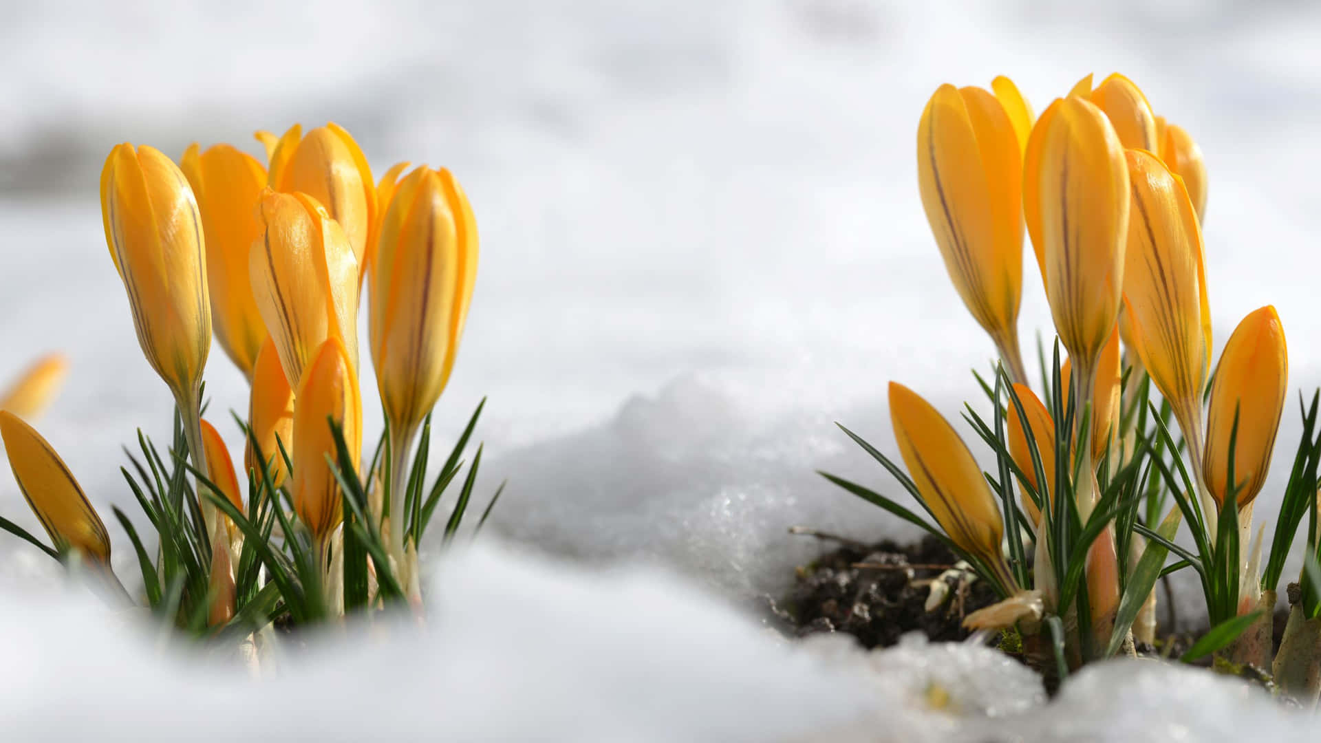 Crocus Hort In Yellow Aesthetic Flower Desktop Background