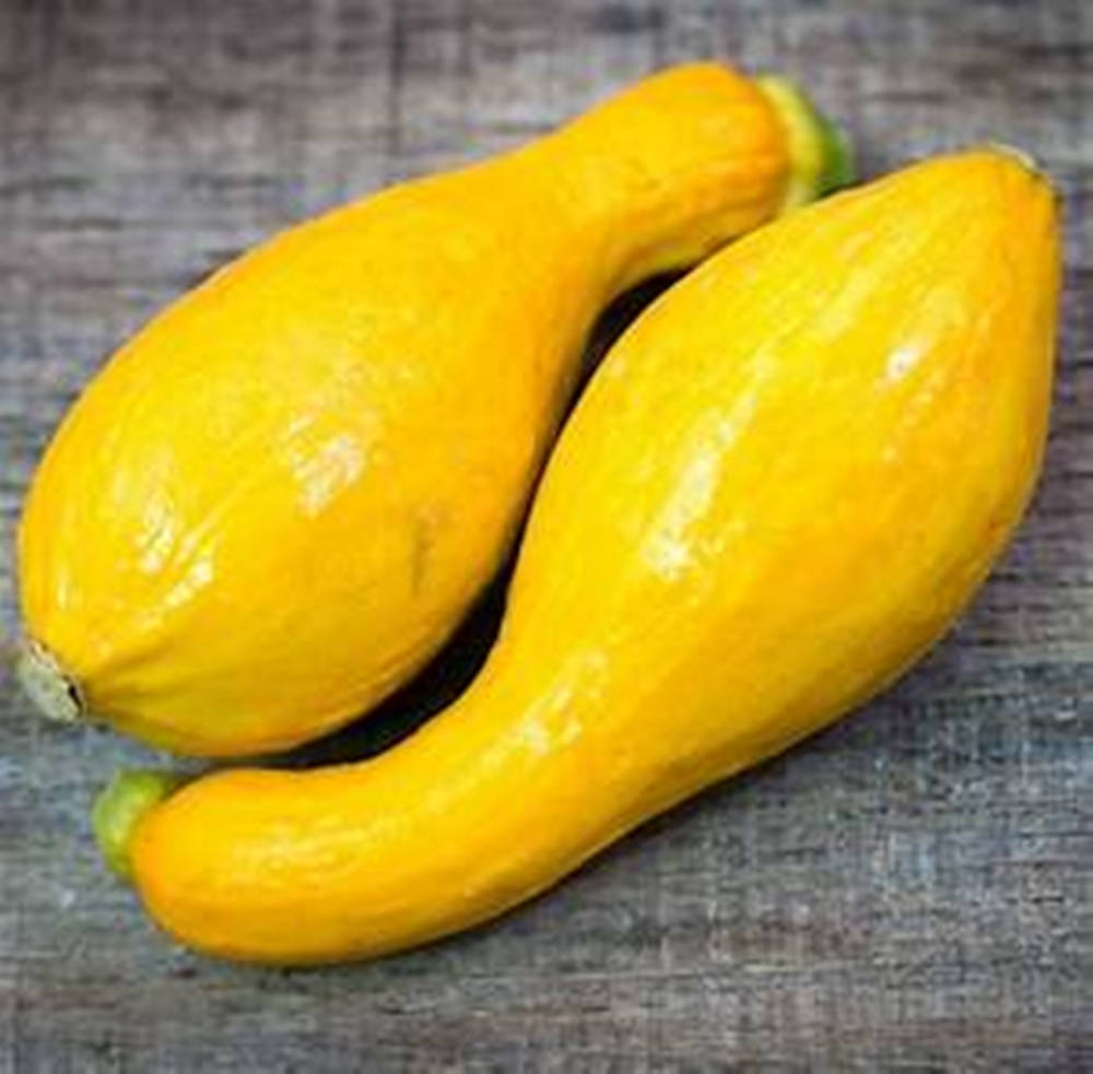 Crookneck Yellow Squash Fruits Background